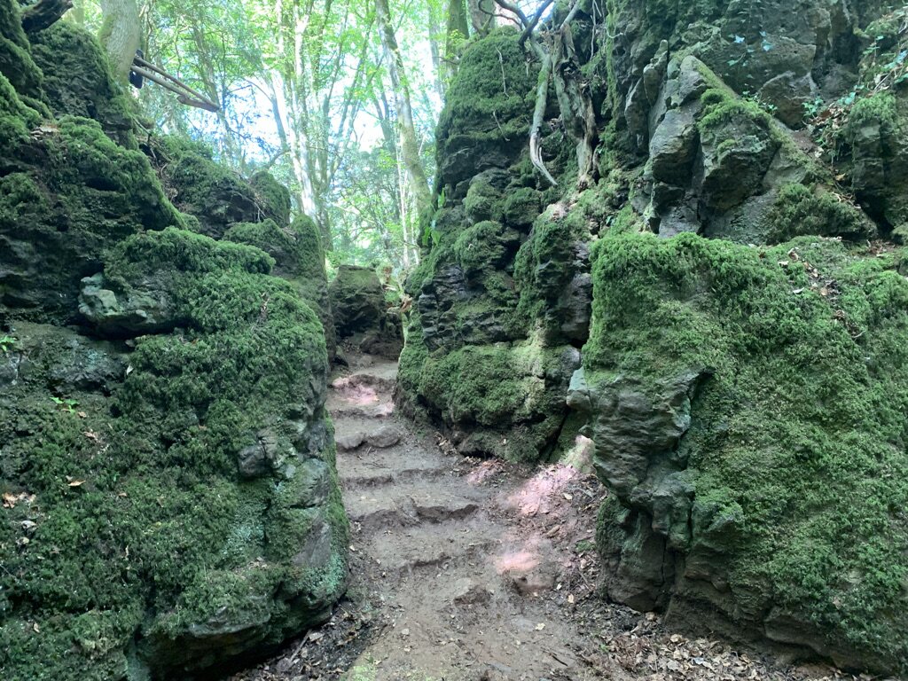 Dense woodland location scouted at West Dean